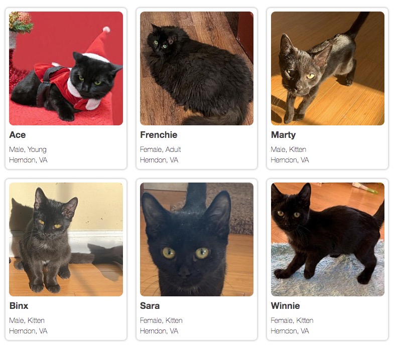 black-cat-search-results.jpg
