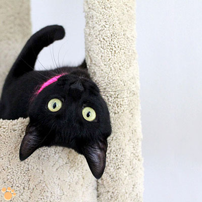 upside-down-black-cat.jpg